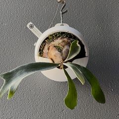 長期管理】P.veitchii Auburn river OC株 ビカクシダ - メルカリ