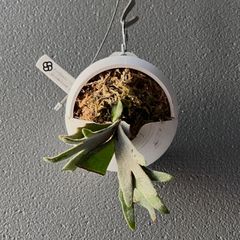 ビカクシダ ジェイドガール胞子 ベイチー リドレイ 塊根植物 前葉体