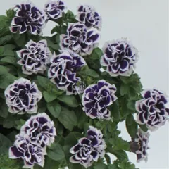 ペチュニア 花衣シリーズ 藍染 3.5号（直径10.5cm）1株 M&Bフローラ 寄せ植え 季節の花苗 イングリッシュガーデンにのサムネイル