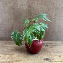 【リメイク鉢】 ベゴニア クラシカウリス  陶器鉢 赤 現品 Begonia crassicaulis シュウカイドウ科 ベゴニア属　さくらベゴニア サクラベゴニア  観葉植物 観葉 植物  インテリア プレゼント かわいい おしゃれ グリーン