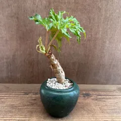 【リメイク鉢】 ベゴニア クラシカウリス  陶器鉢 グリー 現品 Begonia crassicaulis シュウカイドウ科 ベゴニア属　さくらベゴニア サクラベゴニア  観葉植物 観葉 植物 インテリア プレゼント かわいい おしゃれ グリーン