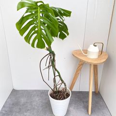 モンステラ ボルシギアナ 斑入り ホワイトタイガー 5【現品】☆希少