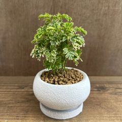 ポリシャス クリスパ 観葉植物 縮れ葉 珍しい レア 枝差し 穂木 - メルカリ