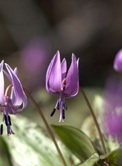 山野草】カタクリ（片栗）（重さが3-4g位のもの）・10球（来春開花