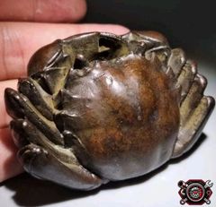 OZWRT AGAVE CALAPPA アガベの精霊 オペルクリカリア パキプス - メルカリ