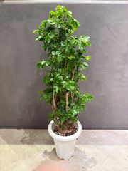 ポリシャス ロベル 7号 - メルカリ