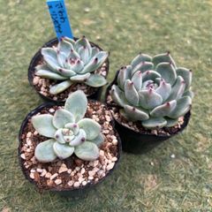 多肉植物 おらいさん苗 人気三苗セット - メルカリ