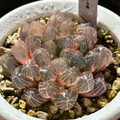 と*ね様 多肉植物 ハオルチア 火炎錦 鮮明錦 極上斑 - メルカリ