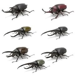 クロシマノコギリ グラデーションセット 規制前野外品 5雄1雌 - メルカリ