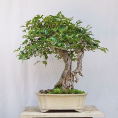 獅子頭 シシガシラ もみじ〔獅子頭〕（ししがしら）│盆栽、盆栽書籍、盆栽鉢の通販│近代出版 双幹 足元極太 盆栽 獅子頭もみじ 獅子頭紅葉 盆栽