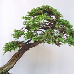 特価　値引き不可　糸魚川　真柏　山木　希少価値 大　[五葉松、赤松、 特価 値引き不可 糸魚川 真柏 山木 希少価値 大 [五葉松、赤松