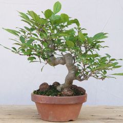 三河盆栽 フジ 藤 盆栽 花物 古い - メルカリ