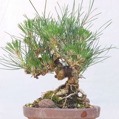 赤松　樹高鉢底約41cm 赤松 樹高鉢底約41cm - メルカリ