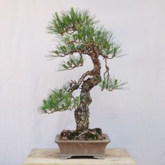 中国美術 翡翠玉石彫刻 桃の木 高75cm 箱付 玉石盆栽 未使用長期保管