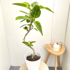 フィカス・アルテシマ 曲がり 7号 ｜ 沖縄育ちの逸品 calm cafe - メルカリ