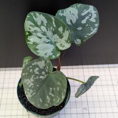コロカシア ミルキーウェイ 9㌢ポット 脇芽あり - メルカリ
