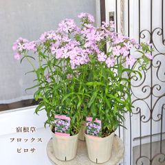 宿根草・多年草【フィロティカ・ノディフローラ】3.5号【鮮やかな