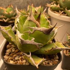 アガベ タワーオブバベル 極上血統 スペシャル個体 超希少 鉢植発送