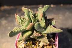 [Y14] フォーカリア　ツベルクローサ　”荒波”　/ Faucria tuberculosa 　信州実生のサムネイル
