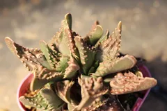 [M101] フォーカリア　ツベルクローサ　”荒波”　/ Faucria tuberculosa 　信州実生のサムネイル