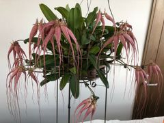 lepanthopsis astrophora x hitzil レパンテス南米 - メルカリ