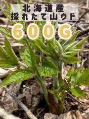 ⑥ 極上品‼️ 北海道産 天然山ウド 新芽 500g - メルカリ