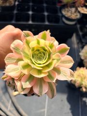 アエオニウム 雨荷（2代） 法師錦 多肉植物 抜き苗 - メルカリ