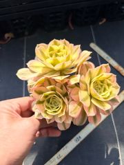 レア種 アエオニウム 香妃錦(変異芽あり)（木立群生）法師錦 (33cm超大