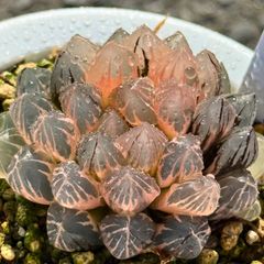 オブツーサ錦＊サトウ錦＊古い品種 - メルカリ