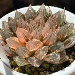 a*k様 多肉植物 ハオルチア 黒鬼寿錦 九尾狐錦 2株セット 糊斑 - メルカリ