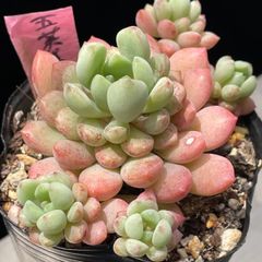 ❣️花火❣️現品 エケベリア 寄せ植え 多肉弁当 多肉植物 ❣️花火❣️現品 エケベリア 寄せ植え 多肉弁当 多肉植物 - メルカリ