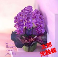 ブルージーン 胡蝶蘭 蘭 ラン BLUE GENE 苗 熱帯植物 オーキッド