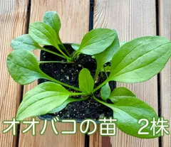 薬草🌿車前草★オオバコ苗2株★自然農★栽培期間に農薬、肥料不使用のサムネイル