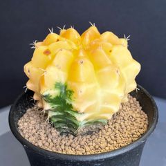 サボテン 世界の図 黄斑入り 4号鉢つき 大玉❗ ③ - メルカリ