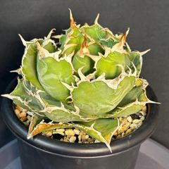 アガベ トリケラトプス 白犀牛 子株 - メルカリ
