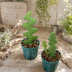 希少♡斑入り♡エバーフレッシュ♡ネムの木♡観葉植物♡インテリア