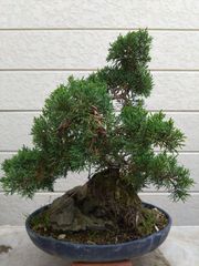 シンパク 糸魚川真柏 真柏盆栽 ジン・シャリ造り 模様木 中型盆栽 樹形