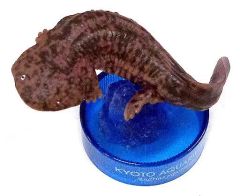 京都水族館フィギュアコレクション オオサンショウウオ 在来種 - メルカリ