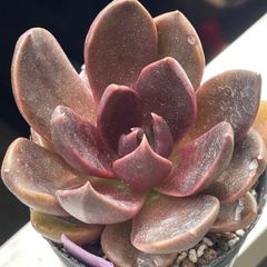 多肉植物 ダスティーローズ カット苗2つ エケベリア - メルカリ