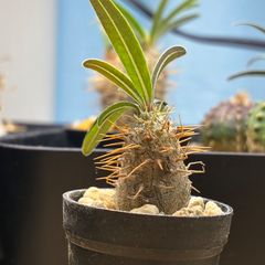 パキポディウム レウコキサンツム 鉢のまま発送 塊根植物 まとめ買い