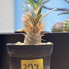 塊根植物】パキポディウム グラキリス 鉢ごと発送 送料無料 #269