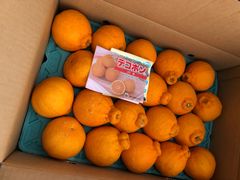 キンカン500g、広島県産農家直送家庭用サイズ混合農薬不使用コンビニ