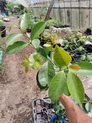 熱帯果樹 Syzygium oleosumブルーリリーピリー 1苗 - メルカリ