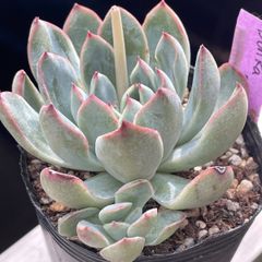 多肉植物♡リラシナ❤︎抜き苗(根付き) - メルカリ