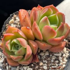 多肉植物♡リラシナ❤︎抜き苗(根付き) - メルカリ