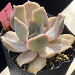 多肉植物♡リラシナ❤︎抜き苗(根付き) - メルカリ