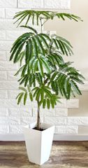 エバーフレッシュ 145cm 8号 Spiral tree form - メルカリ