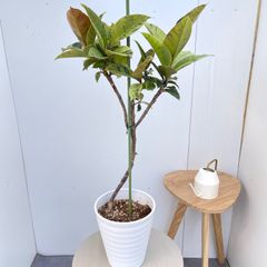 アマゾンオリーブ 7号鉢 鉢の底から葉先まで約120㎝ - メルカリ