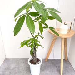 パキラ 朴 8号 150cm パキラ 朴 8号 150cm - メルカリ