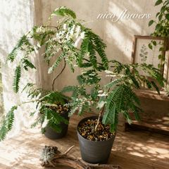 希少♡斑入り♡エバーフレッシュ♡ネムの木♡観葉植物♡インテリア